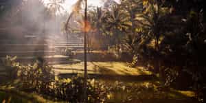 Ubud